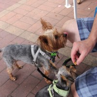 Pet A Palooza Vancouver (16)