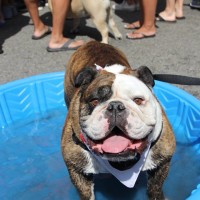 Pet A Palooza Vancouver (17)