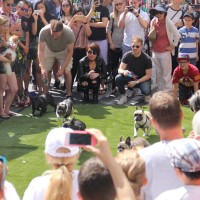 Pet A Palooza Vancouver (18)