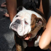 Pet A Palooza Vancouver (19)