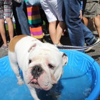 Pet A Palooza Vancouver (21)