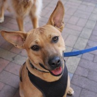 Pet A Palooza Vancouver (23)