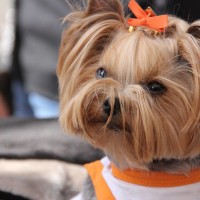 Pet A Palooza Vancouver (24)