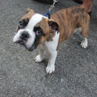 Pet A Palooza Vancouver (3)