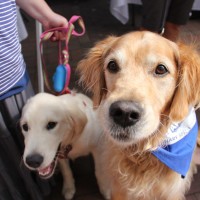 Pet A Palooza Vancouver (5)