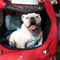 Pet A Palooza Vancouver (7)