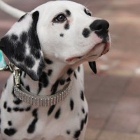 Pet A Palooza Vancouver (9)