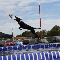 Pet A Palooza Victoria (102)