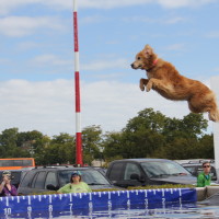 Pet A Palooza Victoria (108)