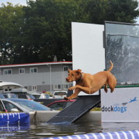 Pet A Palooza Victoria (152)