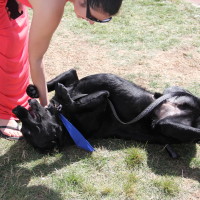 Pet A Palooza Victoria (27)