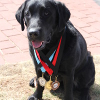 Pet A Palooza Victoria (29)