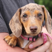 Pet A Palooza Victoria (61)