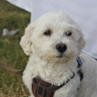 Pet A Palooza Victoria (68)