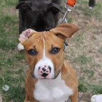 Pet A Palooza Victoria (70)