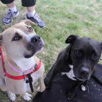 Pet A Palooza Victoria (77)