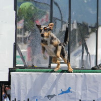 Pet A Palooza Victoria (8)