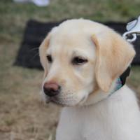 Pet A Palooza Victoria (86)