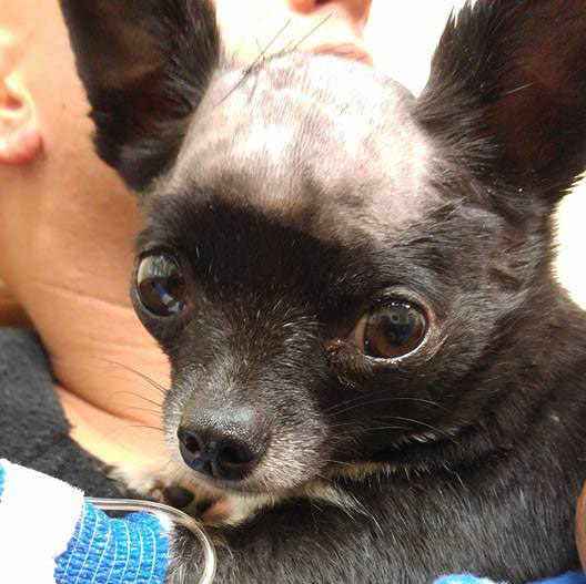 remy-jays-post-surgery