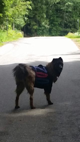 Right Forequarter Amoutaion on Border Collie cross