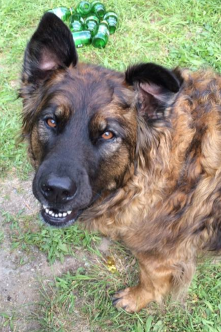 Right Forequarter Amputation on Dog