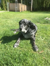 Right hind limb amputation in A Dog