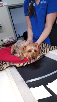 Rostral Maxillary Mass Yorkshire Terrier CT Scan