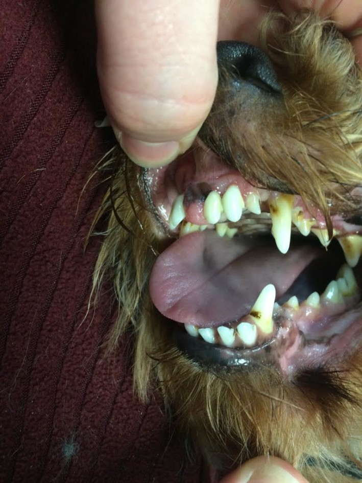 Rostral Maxillary Mass in Dog