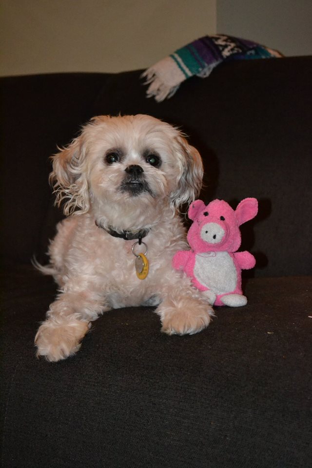 Chemotherapy patient at Boundary Bay Veterinary Specialty hospital