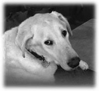 Veterinary Oncology and Surgery Patient