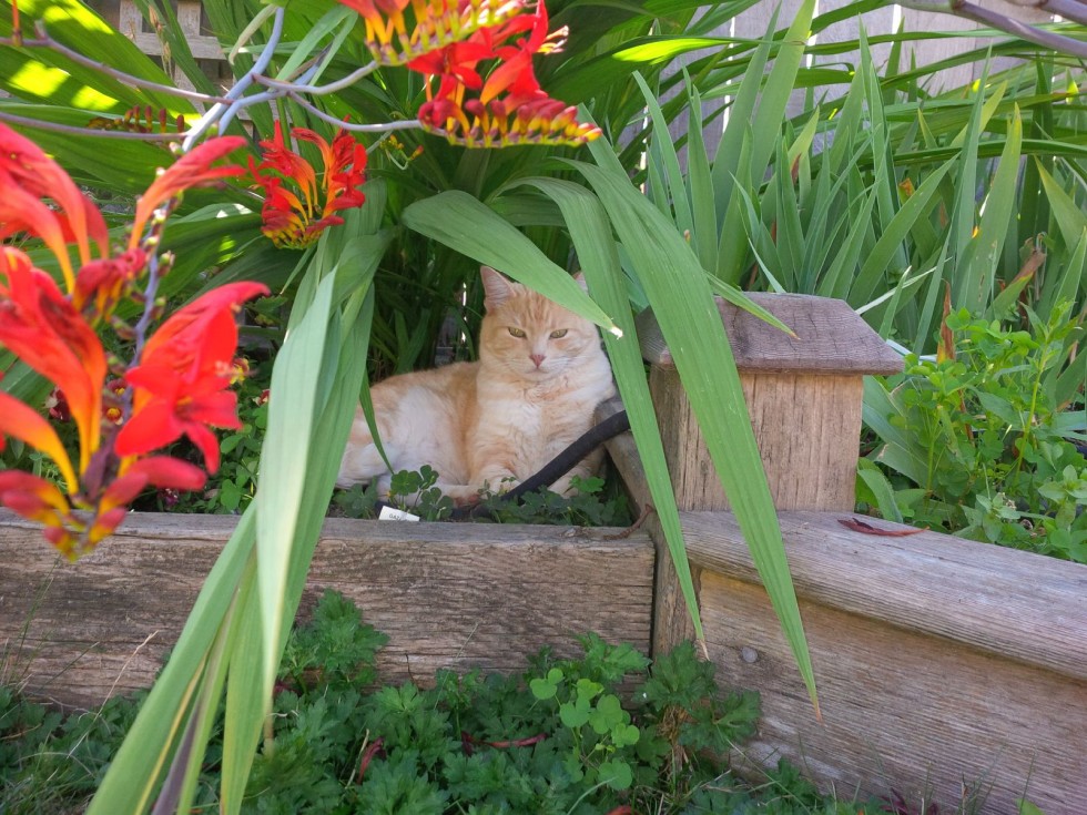 Cat hit by car repaired pelvis