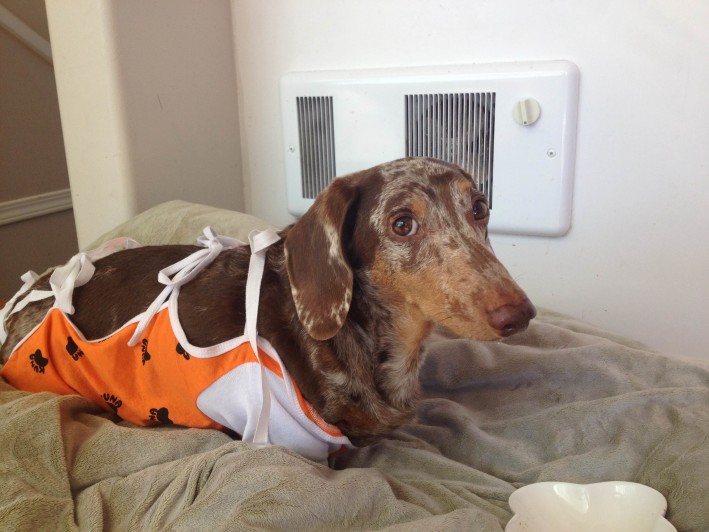 Splenic Mass Sarcoma Dog