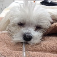 Sugar neurology patient pre sx