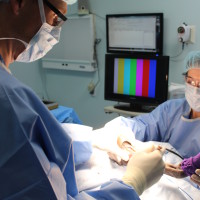 Veterinary Board-Certified Surgeon