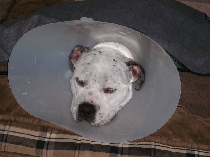 Talu resting at home after his TTA surgery