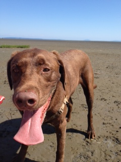 Canine 6 months post left Tibial Tuberosity Advancement (TTA) Surgery.