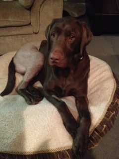 Canine 1 week post right Tibial Tuberosity Advancement (TTA) Surgery.