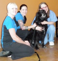 The Oncology Team at Boundary Bay Veterinary Specialty Hospital