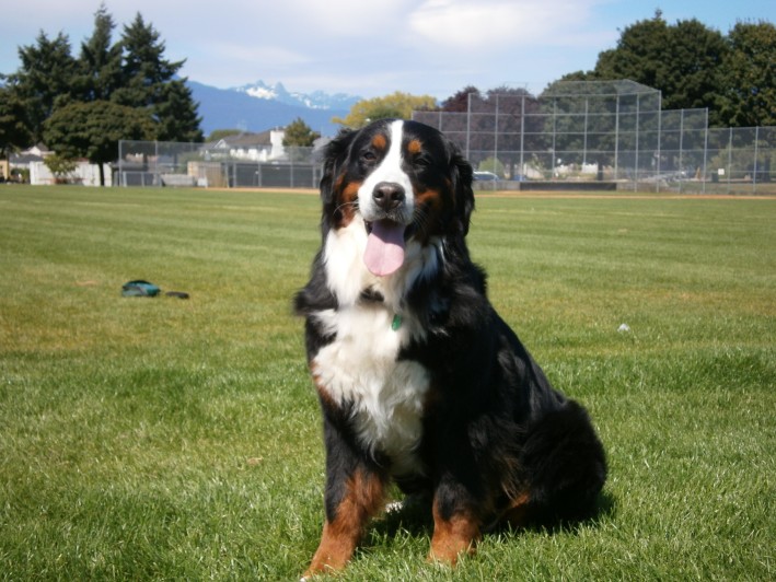 Spinal Injury in Dogs