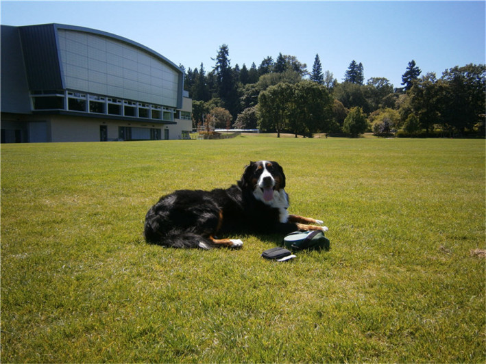 Spinal Injury in Dogs