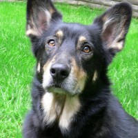 Dog with Addison's Disease