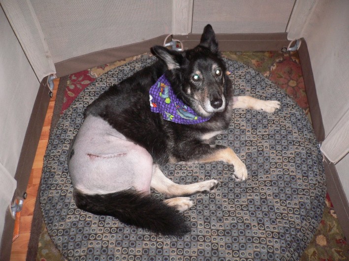 Hip Dysplasia and Kyon Total Hip Replacement