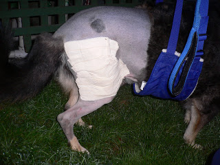 Kyon Total Hip Replacement Surgery