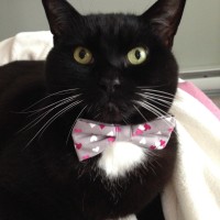 Valentine's Day prior to a stumble in March down a cat tree