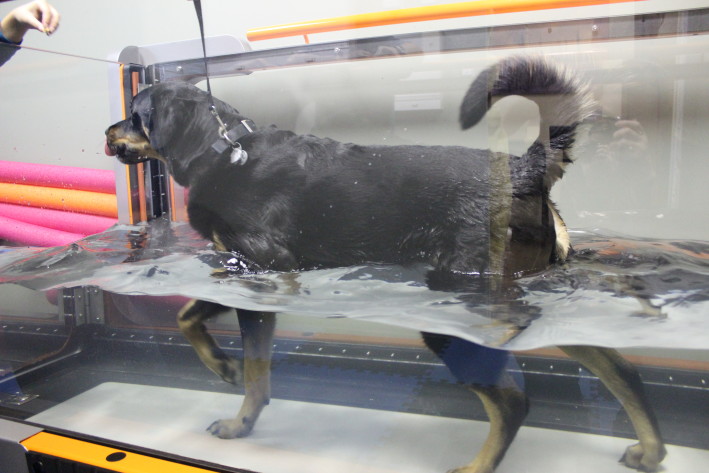 Hydrotherapy for Dogs at Boundary Bay Veterinary Specialty Hospital
