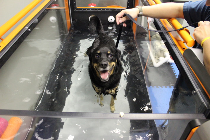 Trooper Dockrill treadmill (25)