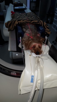 Yorkie CT Scan