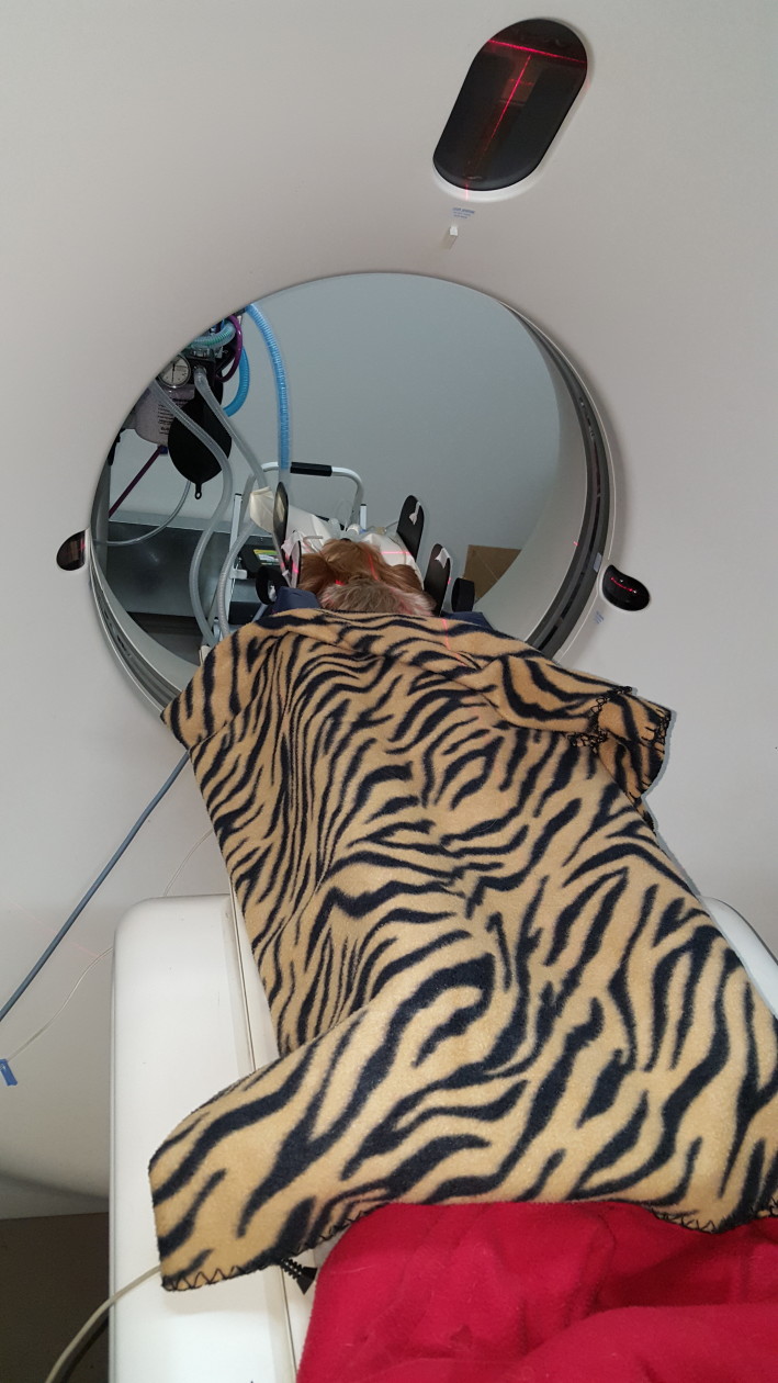 Yorkshire Terrier CT Scan