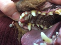 Yorkshire Terrier Mass Between Teeth