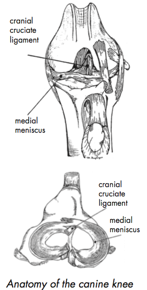 anatomy-canine-knee